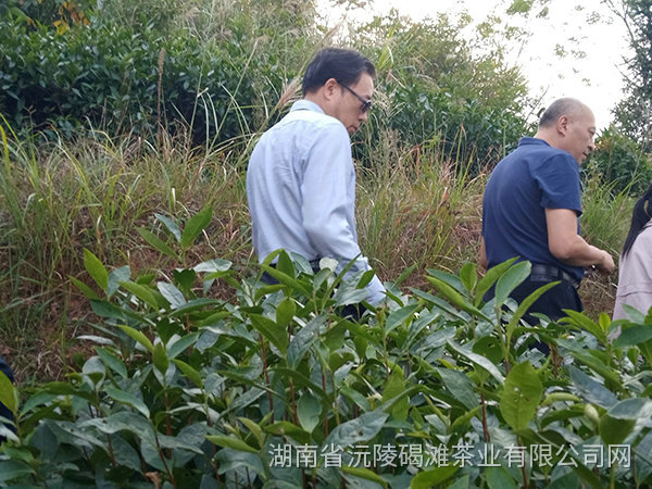 縣領(lǐng)導(dǎo)及省農(nóng)業(yè)廳領(lǐng)導(dǎo)茬臨產(chǎn)業(yè)園區(qū)指導(dǎo)工作9