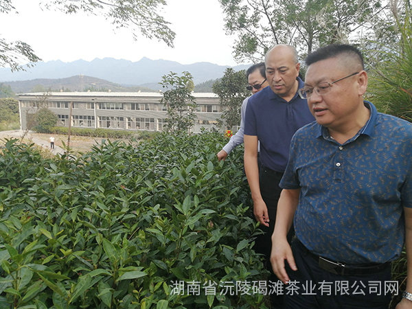 縣領(lǐng)導(dǎo)及省農(nóng)業(yè)廳領(lǐng)導(dǎo)茬臨產(chǎn)業(yè)園區(qū)指導(dǎo)工作12