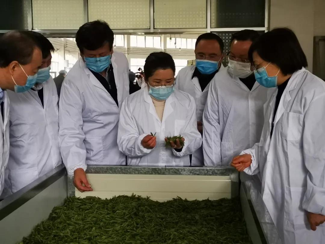 湖南省沅陵碣灘茶業(yè)有限公司,沅陵碣灘茶,茶葉加工銷售,茶文化傳播