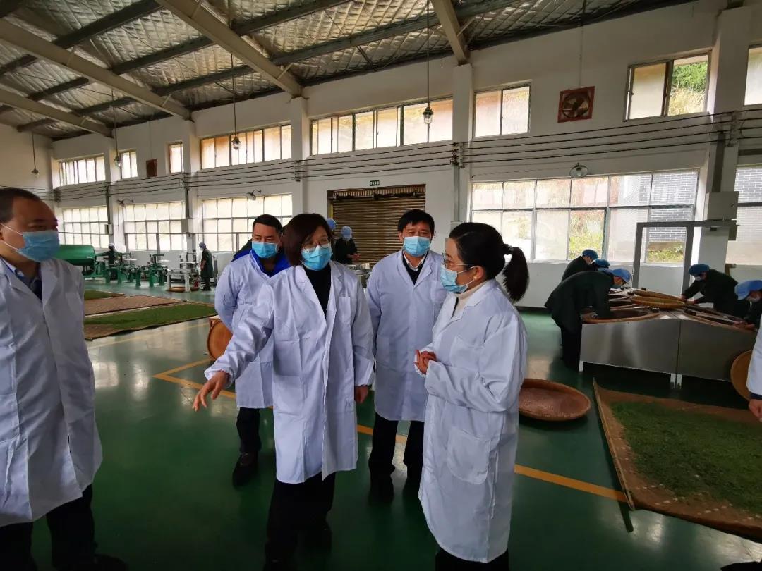 湖南省沅陵碣灘茶業(yè)有限公司,沅陵碣灘茶,茶葉加工銷售,茶文化傳播