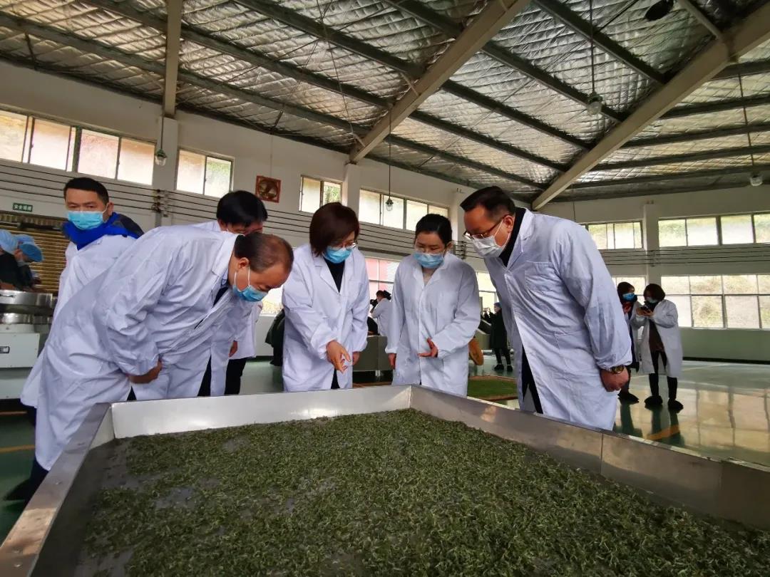 湖南省沅陵碣灘茶業(yè)有限公司,沅陵碣灘茶,茶葉加工銷售,茶文化傳播