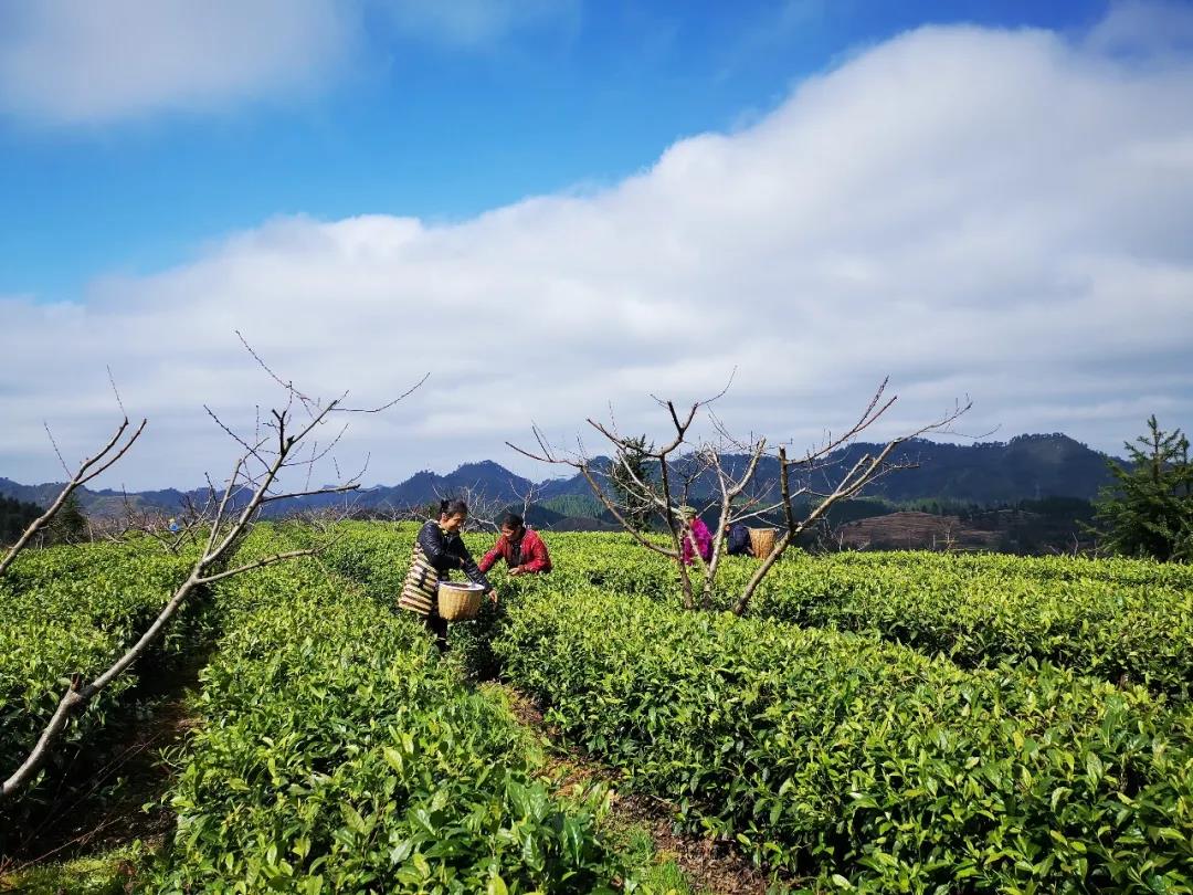 湖南省沅陵碣灘茶業(yè)有限公司,沅陵碣灘茶,茶葉加工銷售,茶文化傳播