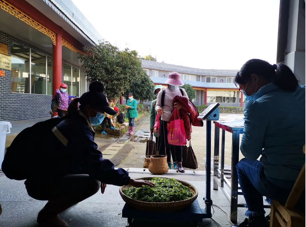湖南省沅陵碣灘茶業(yè)有限公司,沅陵碣灘茶,茶葉加工銷售,茶文化傳播