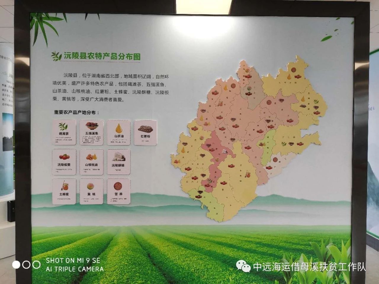 湖南省沅陵碣灘茶業(yè)有限公司,沅陵碣灘茶,茶葉加工銷售,茶文化傳播